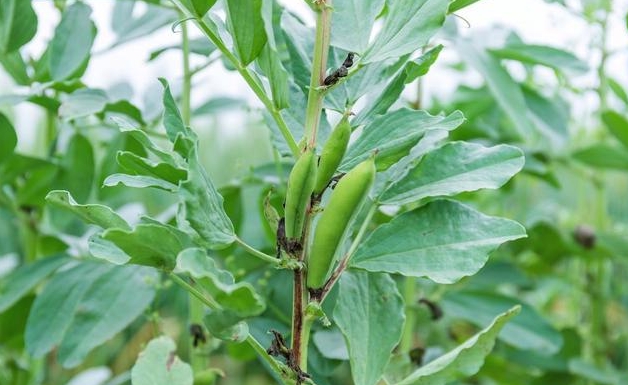 蚕豆种植穿越南北,寻找理想种植家园,谁更胜一筹?
