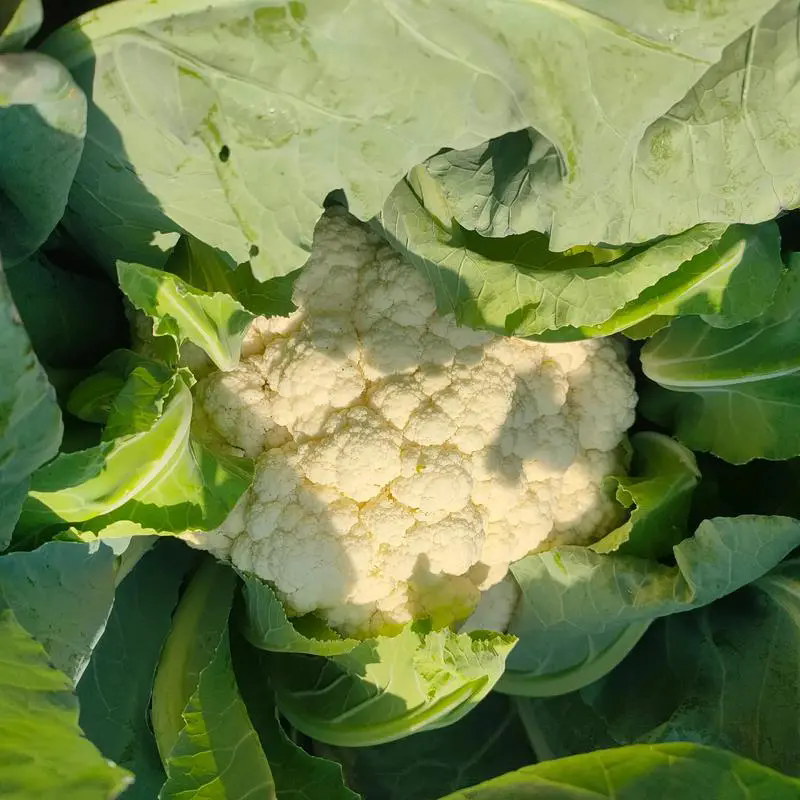 菜花菜与卷心菜的亲密关系,一堂关于蔬菜基因变异的精彩课程!