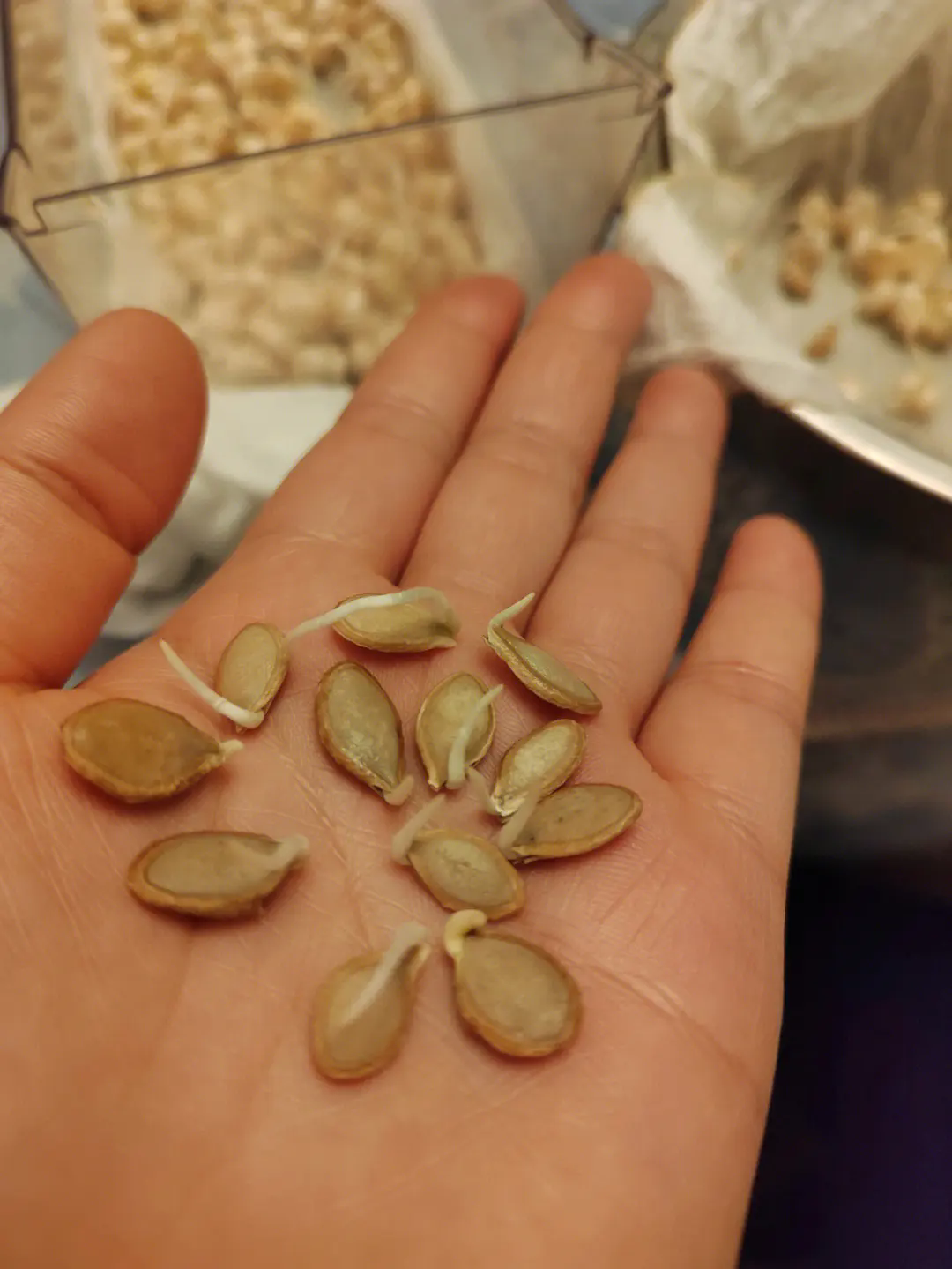 南瓜种子:催芽技术革新,解锁高产种植的超级密码!