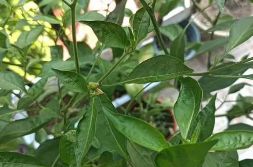 辣椒“空花”之谜:揭秘只开花不结果的生长难题