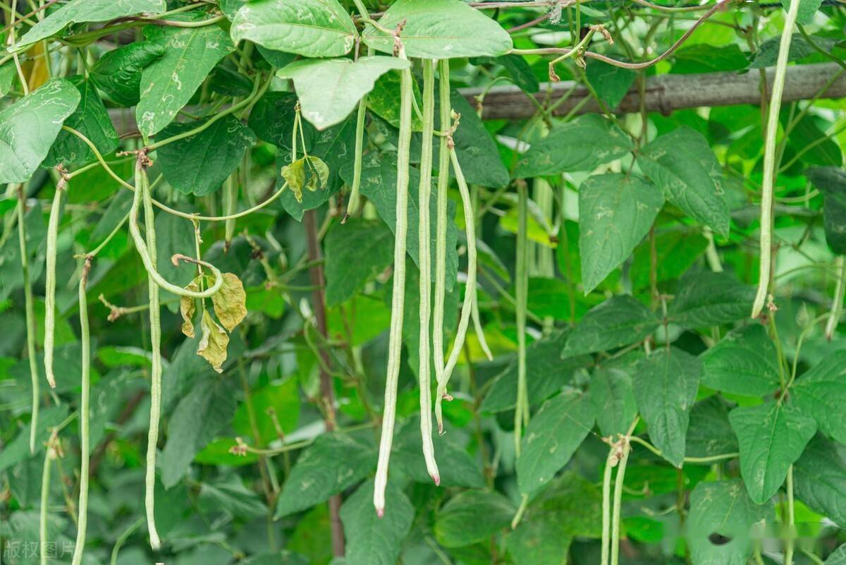 <b>豆角架子支撑设计与植物力学的完美结合，打造高效生长的立体空间！</b>