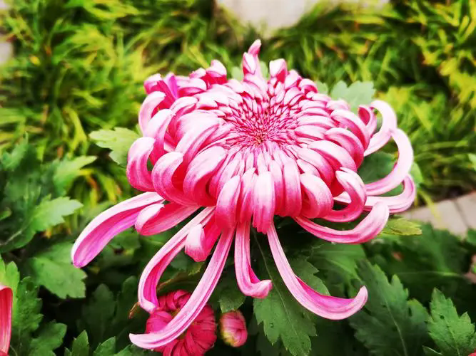 菊花色彩多样性的生物学解读,光线与色素的奇妙游戏!