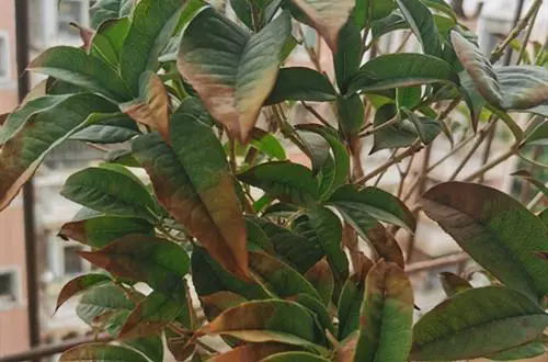 <b>桂花树：当叶子开始干枯掉落，紧急救援行动全纪录！</b>