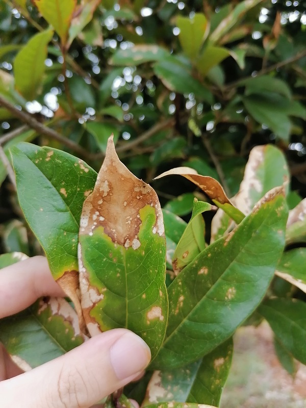 桂花树:当叶子开始干枯掉落,紧急救援行动全纪录!