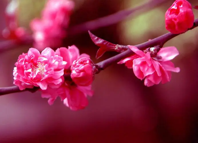 <b>樱花红色之谜，解码自然界的色素魔法！</b>
