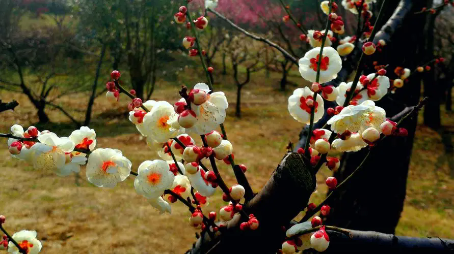 梅花树结果子的真相,揭露梅花王国的隐秘魅力