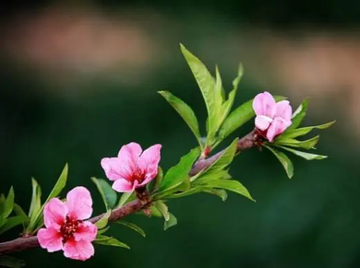 <b>桃花先开花后长叶，时间万物顺序背后的生态策略</b>