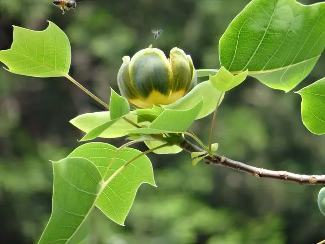 鹅掌楸春夏绿意盎然,秋冬落叶归根,探索其独特的植物学风采!
