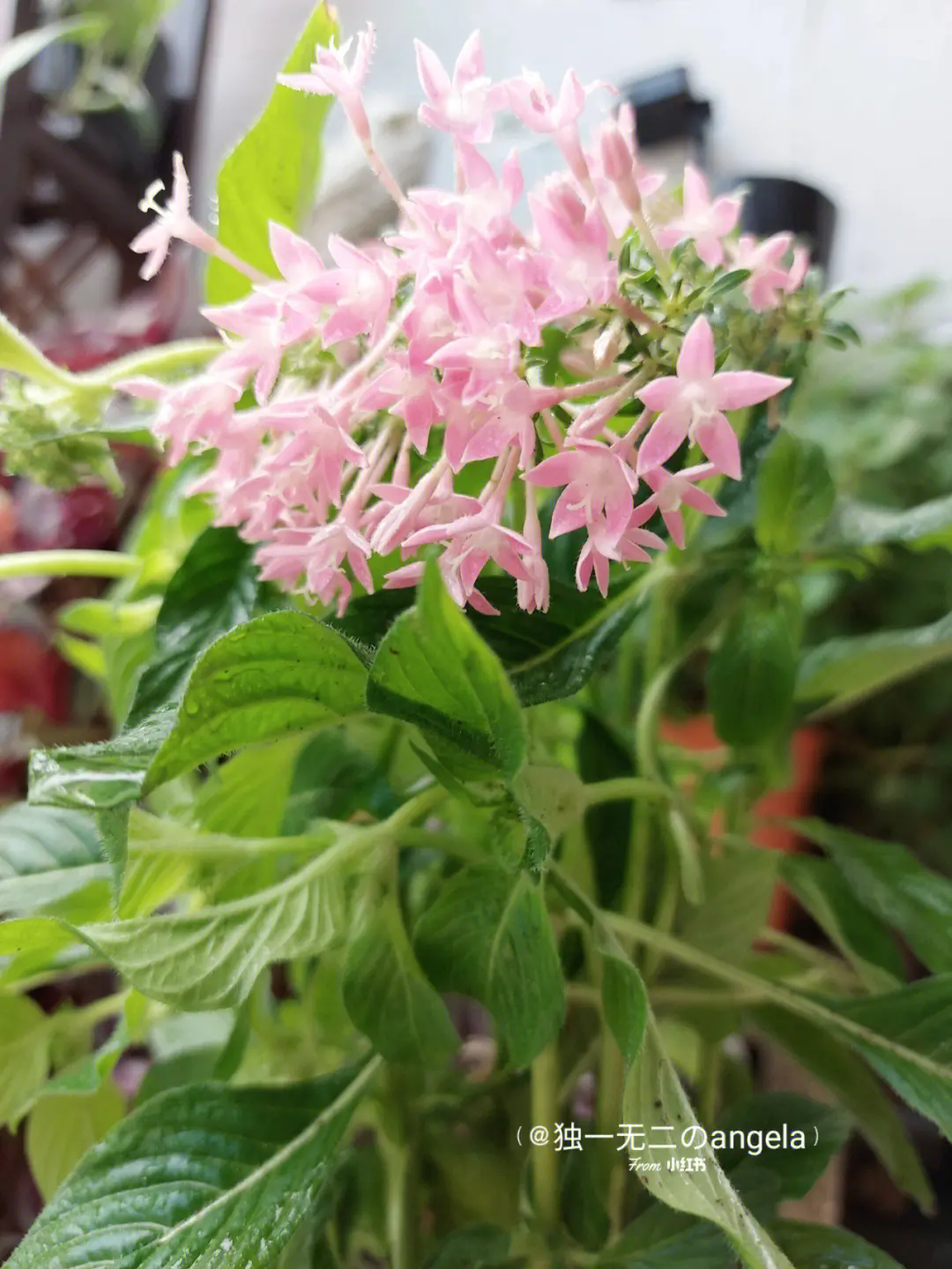 星空下的誓言-繁星花花语象征永恒的爱情,点亮夜空的每一个愿望!