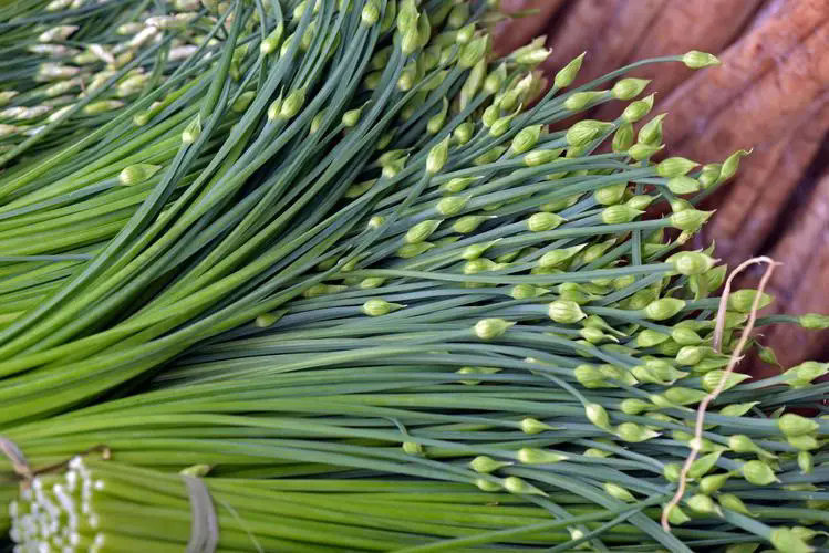 韭菜与韭菜花同根不同魂,一场关于味道与营养的绿色探索