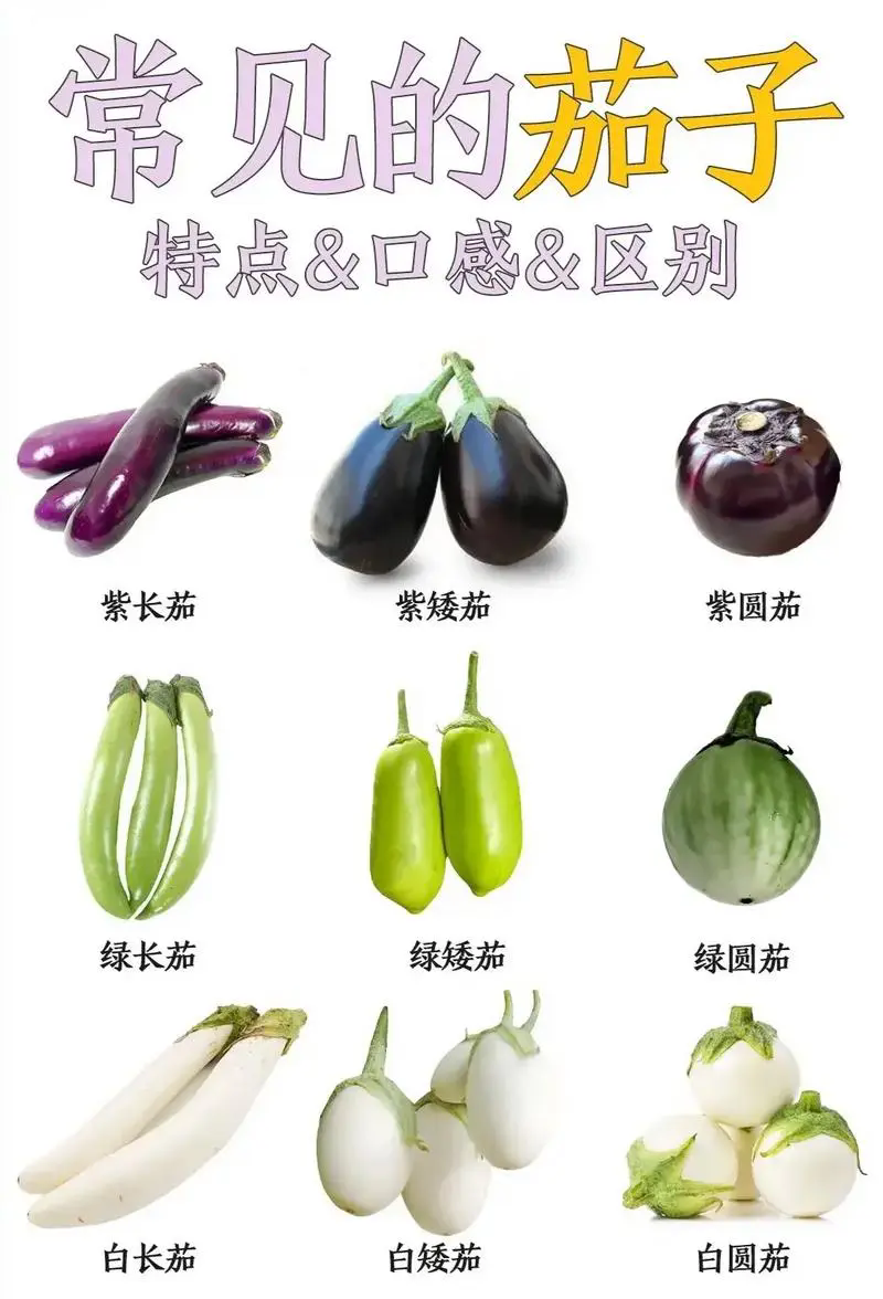 茄子品种大全揭秘,从圆润到长条,色泽与形状的多样魅力!