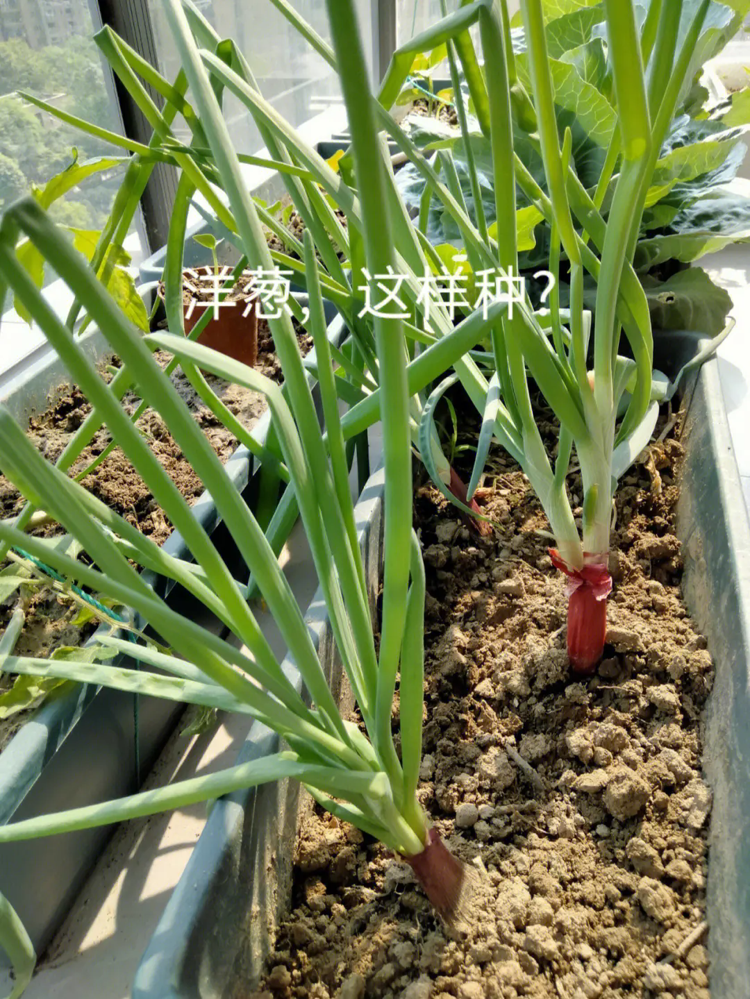 洋葱苗叶子竟也是美食宝藏?营养美味两不误!