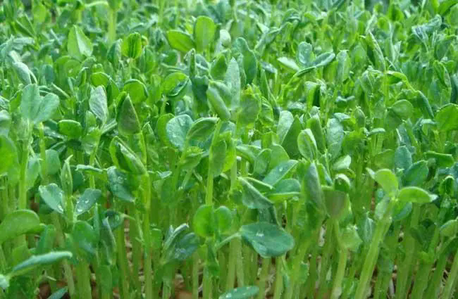 <b>豌豆苗又鲜又嫩好吃秘籍：从播种到餐桌的种植与养护全攻略！</b>