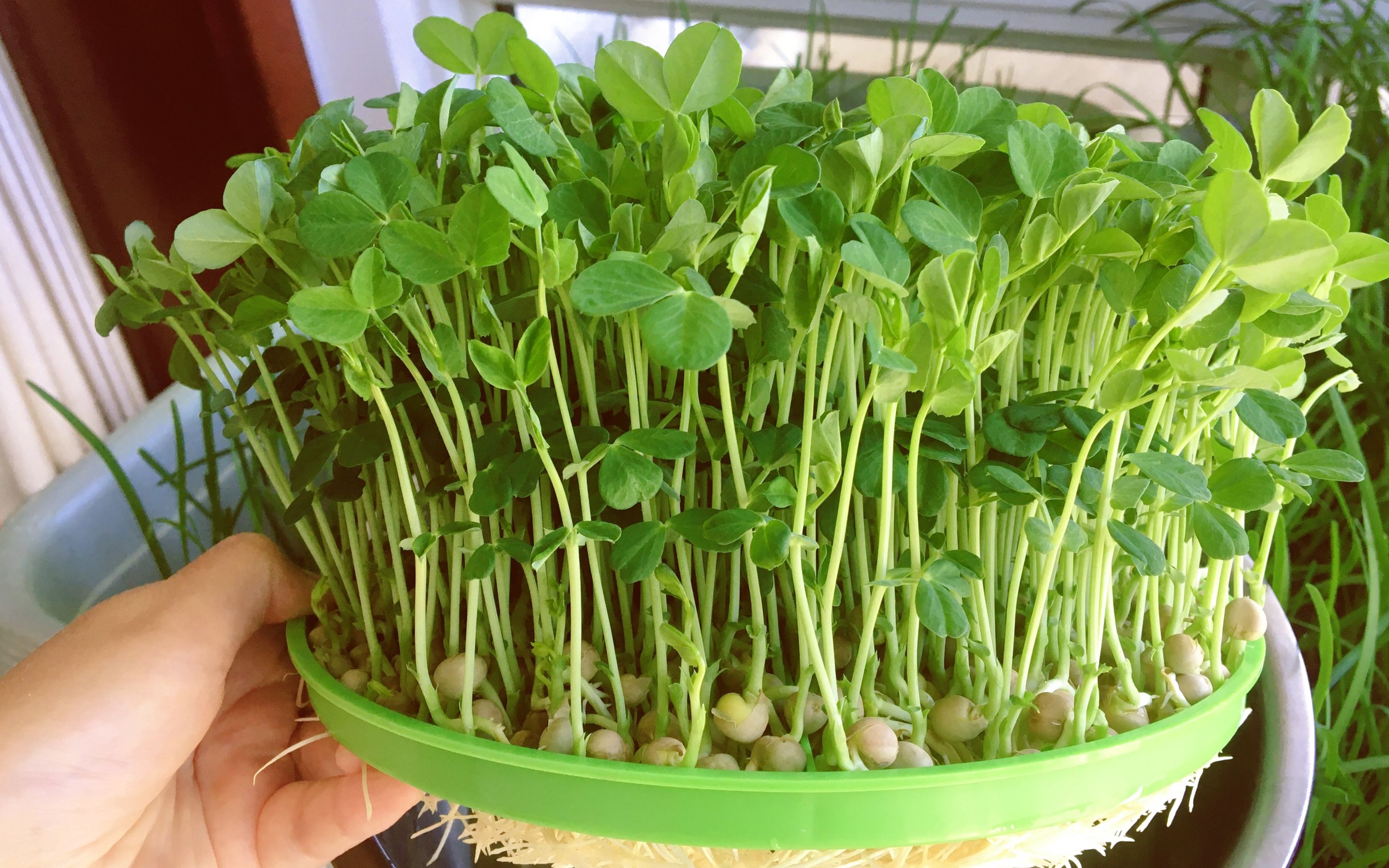 豌豆苗又鲜又嫩好吃秘籍:从播种到餐桌的种植与养护全攻略!