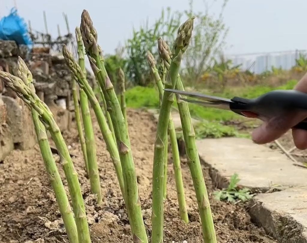 <b>芦笋种植全攻略：掌握时间与方法技巧，收获营养与财富的双重惊喜！</b>