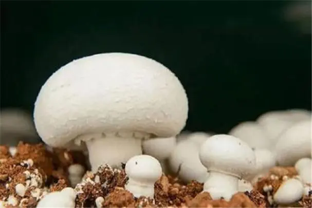 <strong>食用菌种植技术要点大公开，从选种到收获，创造高产与品质的</strong>