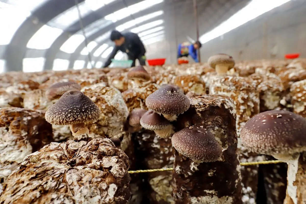 食用菌种植技术要点大公开,从选种到收获,创造高产与品质的双赢!