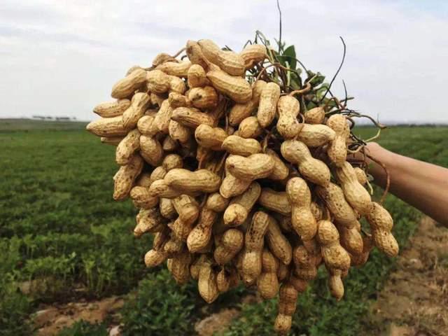 <b>花生成熟有讲究，掌握花生成熟的关键月份，享受每一颗饱满的果实！</b>
