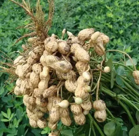 花生成熟有讲究,掌握花生成熟的关键月份,享受每一颗饱满的果实!