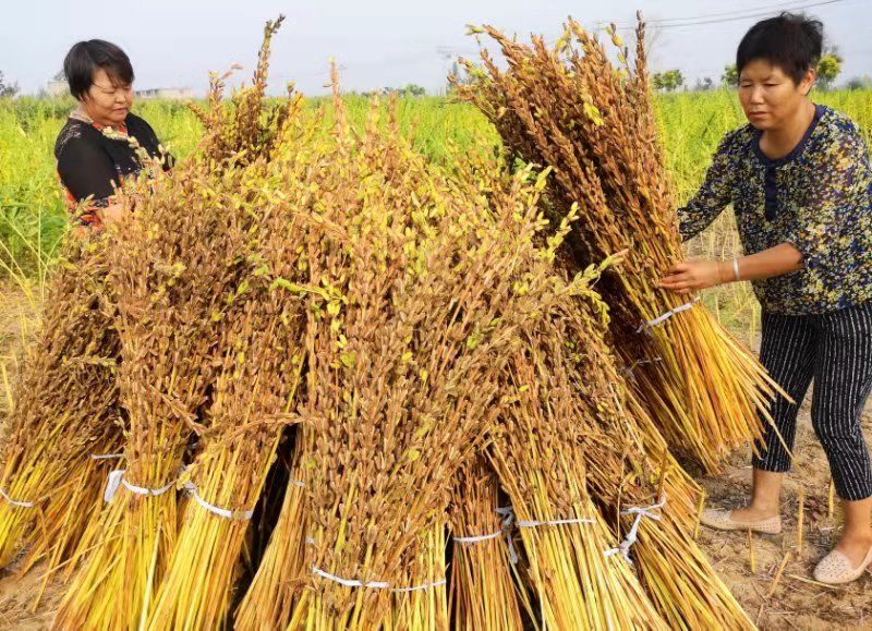 <b>芝麻收割手工与机械的双重奏：从植株干燥到脱粒收集，确保每一粒芝麻完美收</b>
