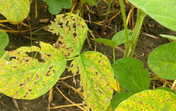 <b>警惕大豆蚜虫来袭，科学蚜虫防治方法助你保产增收</b>