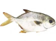 <strong>金鲳鱼​​​​​​​海水还是淡水？金鲳鱼的生态归属大揭秘</strong>