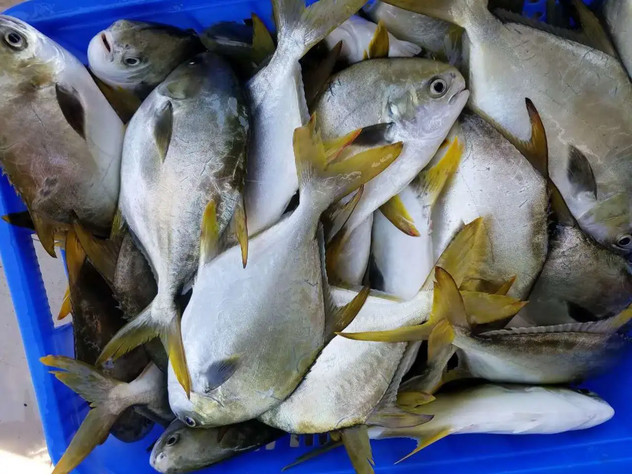 金鲳鱼海水还是淡水?金鲳鱼的生态归属大揭秘