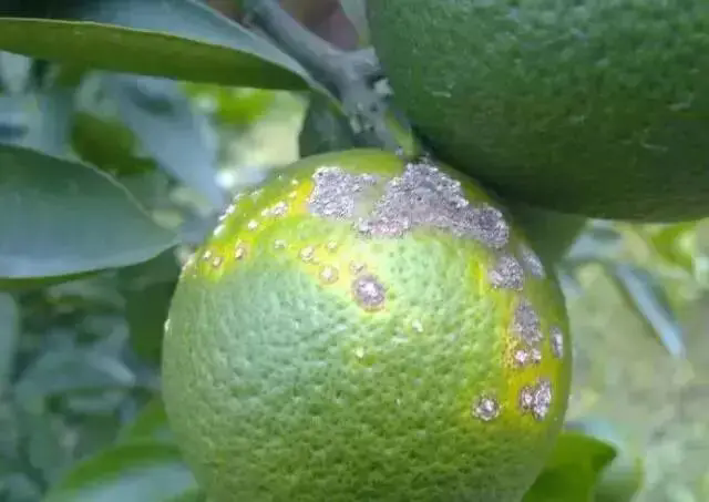 <b>沃柑溃疡病肆虐？别怕，这里有最全的防治方案打造无病害果园！</b>