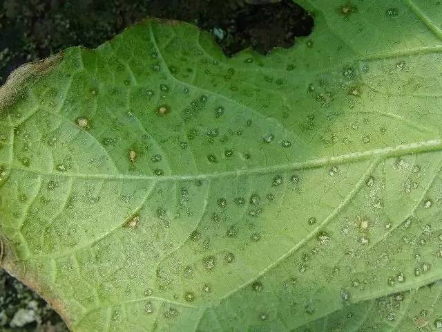 <b>守护甜蜜日记-哈密瓜角斑病症状图片特效药治疗方案推荐！</b>