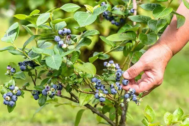 <b>蓝莓杀手现身说法：蓝莓干枯枝条的幕后原因推手，你绝对想不到！</b>