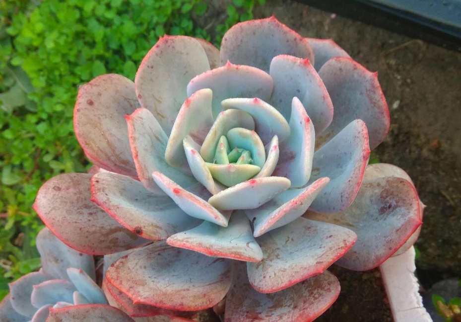 梦幻对决:红粉台阁VS蓝粉台阁,谁是多肉界的颜值担当更撩人心弦?