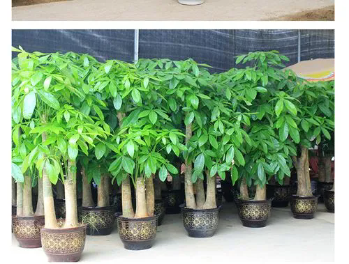 <b>财富的高度：发财树的理想高度揭秘，如何根据空间与风水选择最合适的树高？</b>
