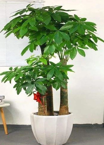 财富的高度:发财树的理想高度揭秘,如何根据空间与风水选择最合适的树高?