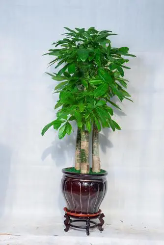 财富的高度：发财树的理想高度揭秘，如何根据空间与风水选择最合适的树高？