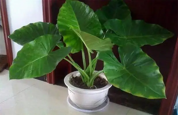 <b>滴水观音的营养密码：揭秘最适合的肥料类型，激发植物生长潜力？</b>