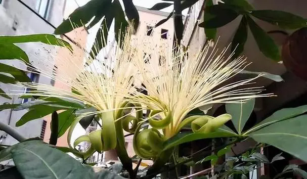 金钱树开花的神秘预兆,从叶尖到花蕊,解读植物语言中的好运信号!