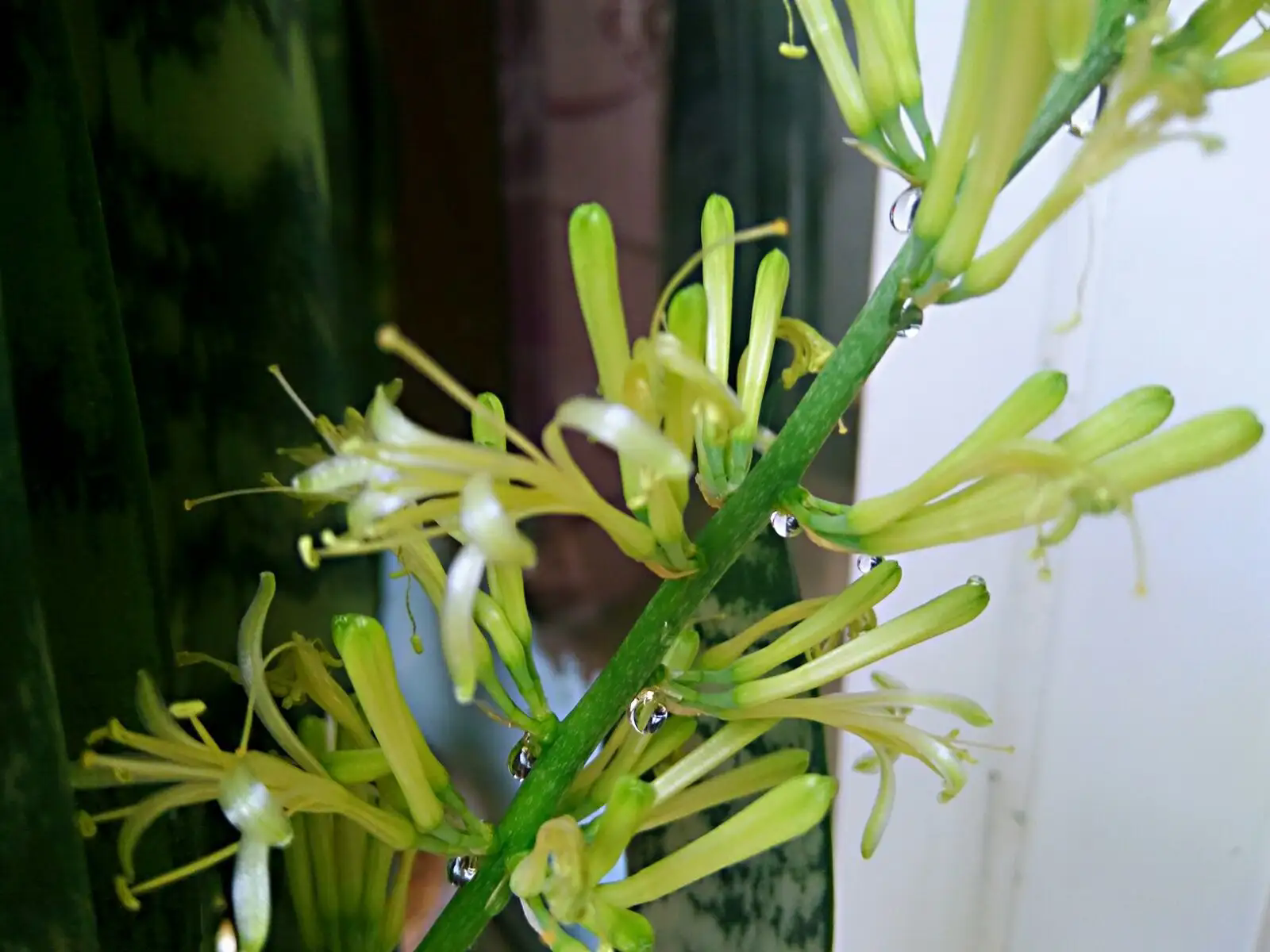 <b>虎皮兰的罕见开花花期与果实形成，如何养护体验绿植世界的另一面？</b>