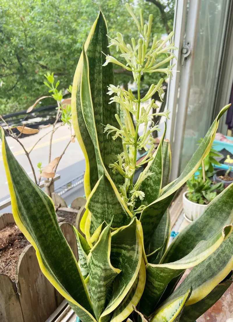 虎皮兰的罕见开花花期与果实形成,如何养护体验绿植世界的另一面?