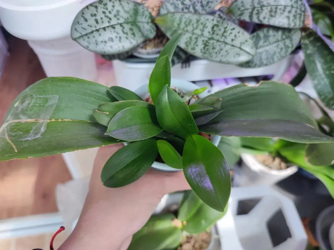 夏日营养特供:蝴蝶兰苗的夏季肥料选择,激发高温下的生长活力?