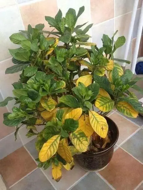 绿叶复苏计划:栀子花叶子干枯掉落,如何恢复生机勃勃的植物面貌?