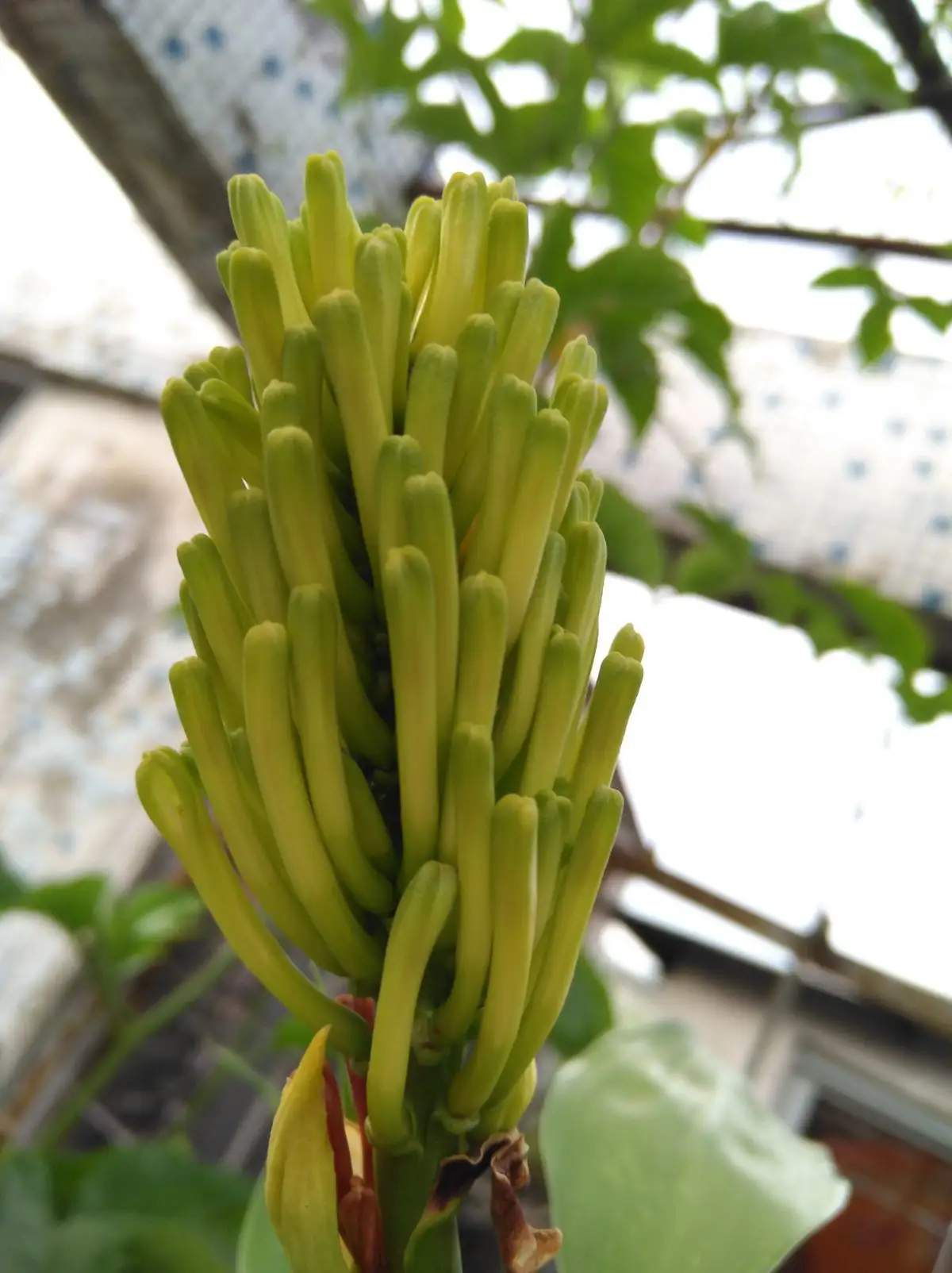 富贵竹开花的珍贵瞬间,了解开花条件与花型特征,感受富贵竹另一面美丽!
