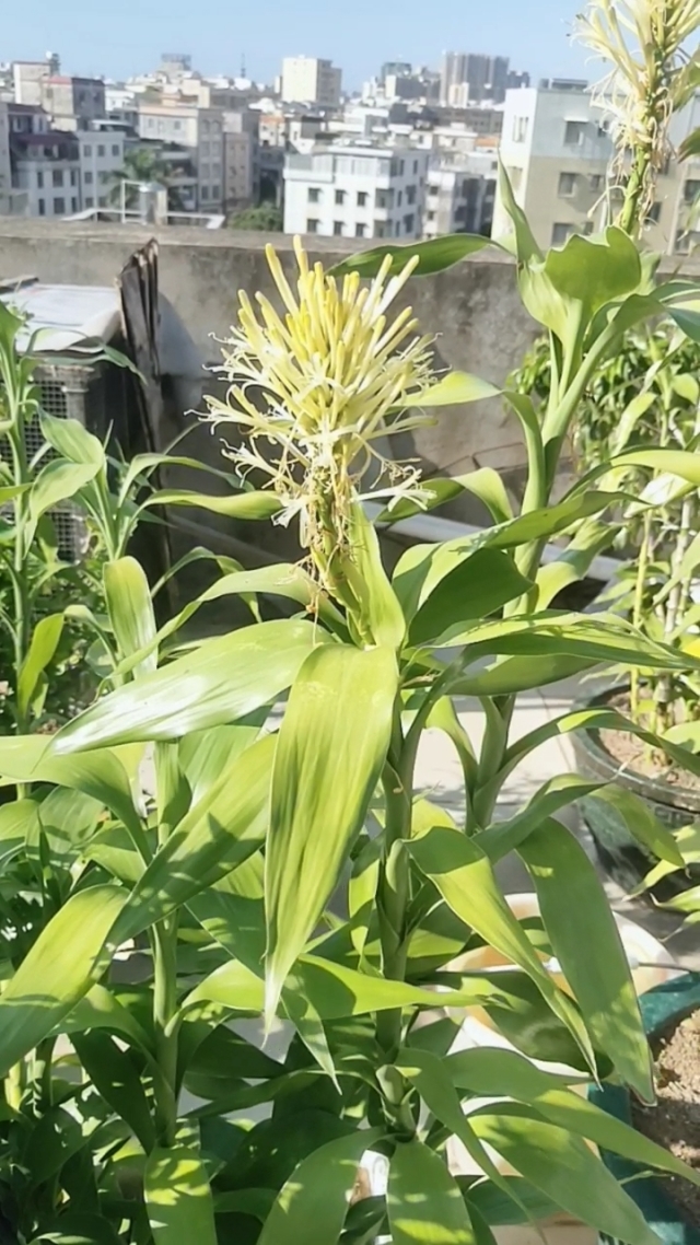 富贵竹开花的珍贵瞬间,了解开花条件与花型特征,感受富贵竹另一面美丽!