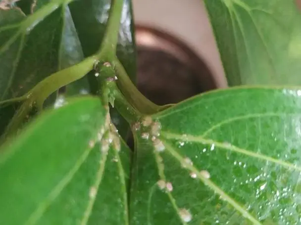 <b>平安树虫害克星：最有效的药物选择，从天然到化学方法守护你的绿植平安！</b>