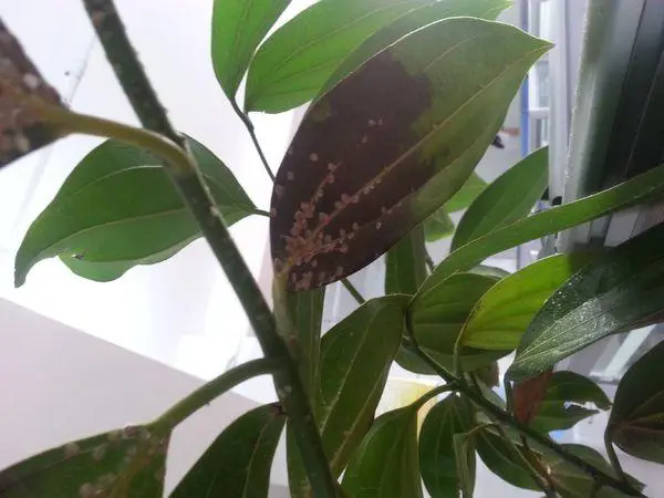 平安树虫害克星:最有效的药物选择,从天然到化学方法守护你的绿植平安!