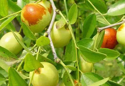 <b>蜜枣水果的营养价值，从抗氧化到免疫增强，探索这颗小果实带来的健康益处！</b>