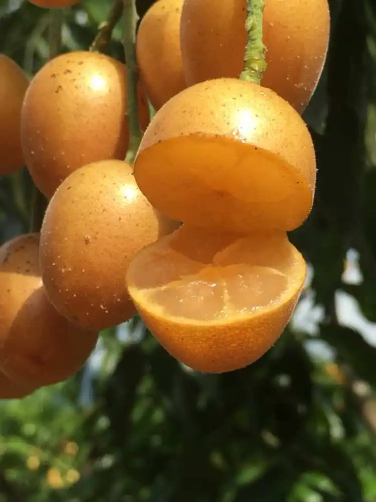 营养师的黄皮果笔记-黄皮果孕期也能放心吃!黄皮果的营养与安全指南