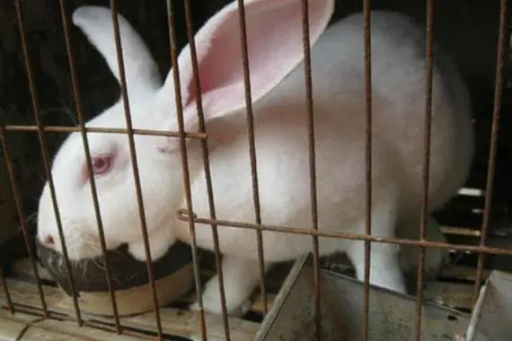 毛茸茸的财富:獭兔养殖攻略提升养殖效益,实现经济与生态的双赢!