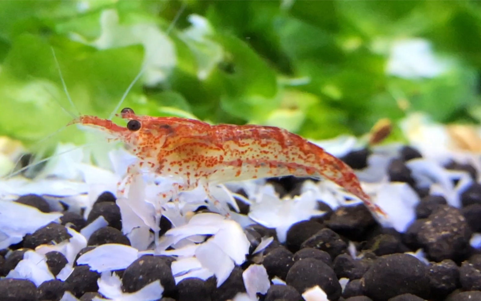 樱花虾是淡水虾还是海水虾?通过形态特征与生态习性的观察区分差异?