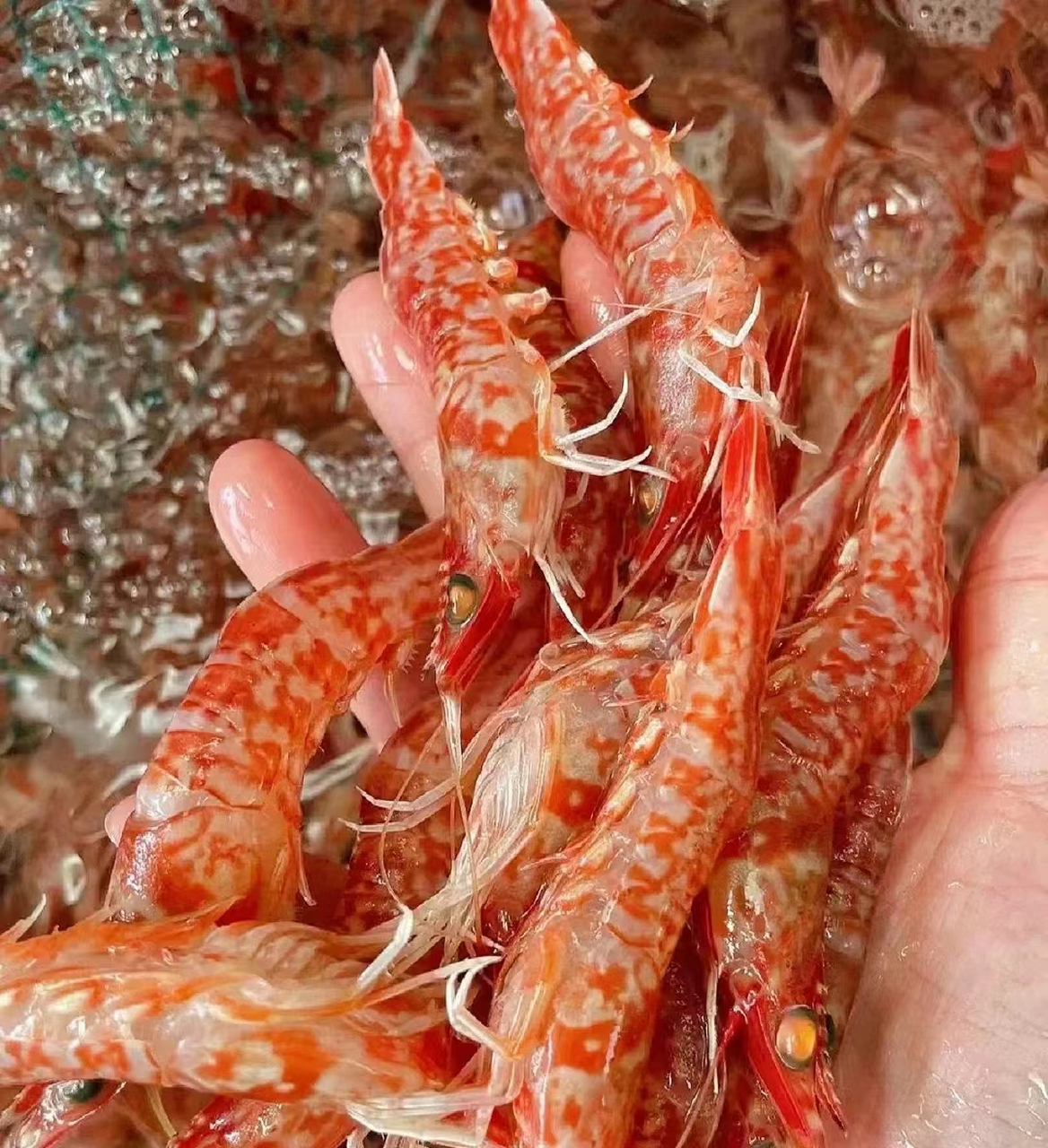 樱花虾是淡水虾还是海水虾?通过形态特征与生态习性的观察区分差异?