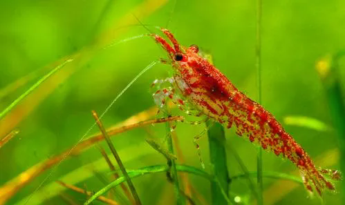 <strong>樱花虾是淡水虾还是海水虾？通过形态特征与生态习性的观察区</strong>